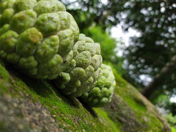 Close-up of fruit growing on tree