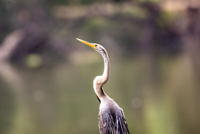 Close-up of a bird