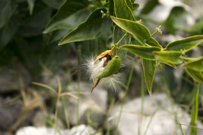 Close-up of a bird