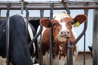 Close-up of cows in pen