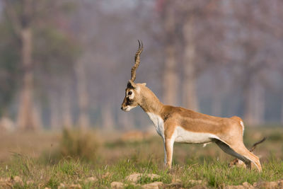 Side view of giraffe on field