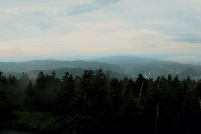 Scenic view of pine trees against sky