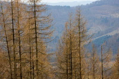 Low angle view of trees in forest