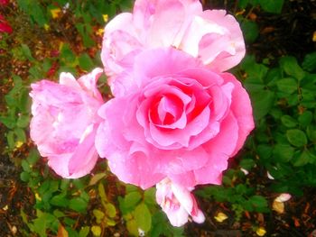 Close-up of pink flower