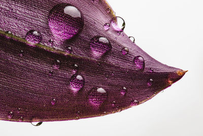 Close-up of water drops on leaf against white background