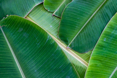 Close-up of green leaves on plant