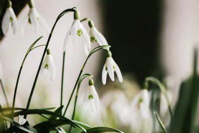 Close-up of white flowering plants