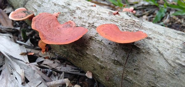 Close-up of mushroom growing on tree trunk