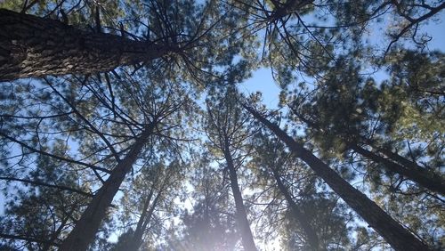 Low angle view of trees in forest