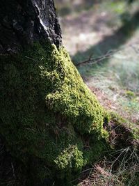 Close-up of tree trunk