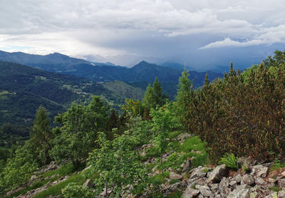 Plants growing on landscape against sky