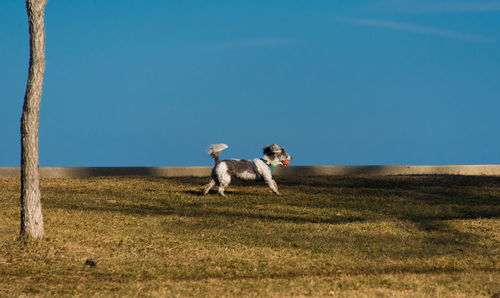 Dog on field against clear blue sky