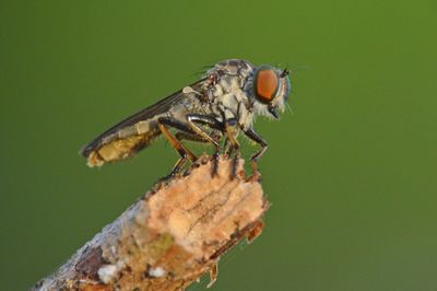 Close-up of butterfly perching on leaf