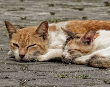 Cats resting