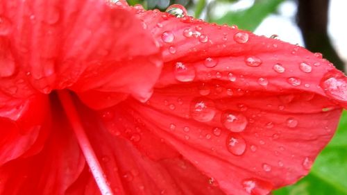 Macro shot of water drops on red flower