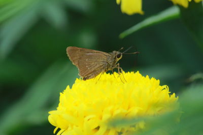 Butterfly on yellow flower