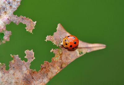 Close-up of ladybug on leaf