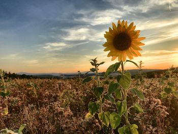 Scenic view of sunflower field against sky during sunset