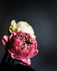 Close-up of pink rose against black background