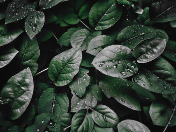 Full frame shot of wet leaves