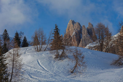 Snow-covered hill with larch and pine trees behind which dolomite spiers emerge