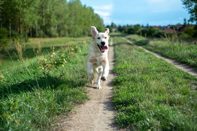 Dog running on field