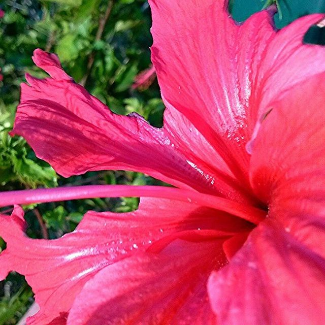 flower, petal, freshness, flower head, fragility, growth, red, beauty in nature, single flower, close-up, blooming, nature, pollen, plant, stamen, focus on foreground, pink color, in bloom, water, drop