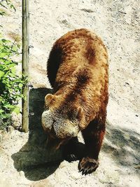 View of an animal sleeping