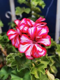 Close-up of pink flower