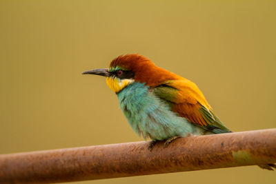 Close-up of bird perching on branch