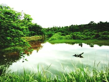 Scenic view of lake and trees against sky