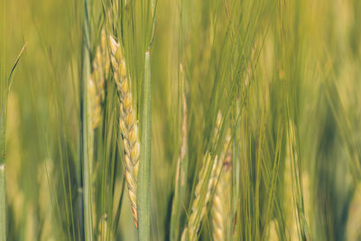Close-up of stalks in field