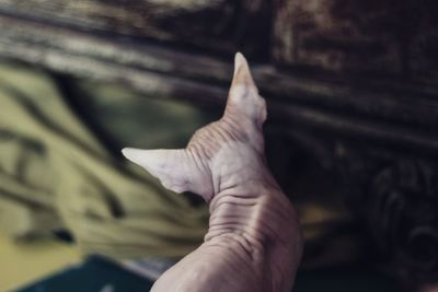 High angle view of sphynx hairless cat 