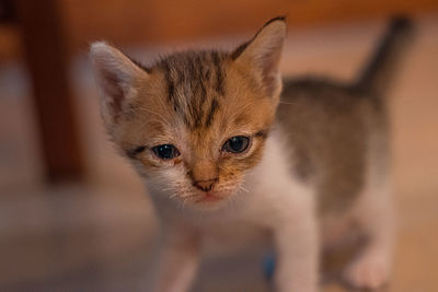 Close-up portrait of a cat