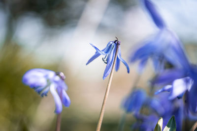 Close-up of purple flowering plant