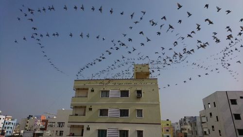 Low angle view of birds flying in sky