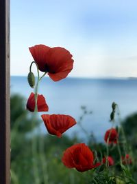 Close-up of red poppy flowers against sky