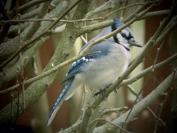 Close-up of bird perching on branch