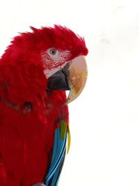 Close-up of a parrot