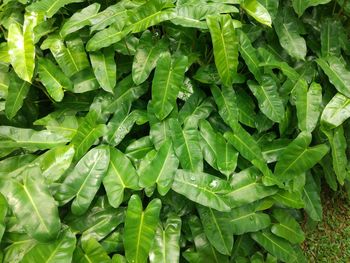 Full frame shot of chopped green leaves