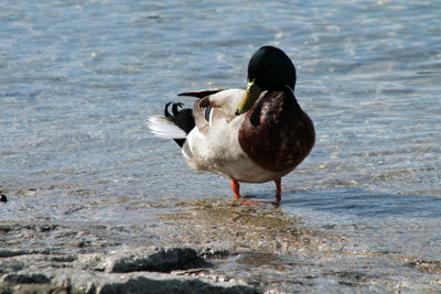 View of bird on beach