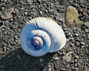 High angle view of seashell on rock