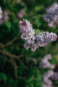 Close-up of white flowering plant