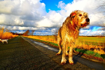 Dog standing on road amidst field against sky