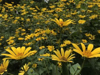 Close-up of yellow flowering plant on field