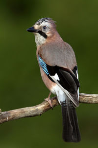 Close-up of bird perching on branch