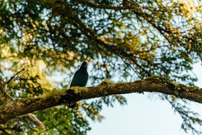 Low angle view of bird perching on tree