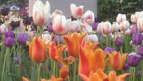 Close-up of crocus blooming outdoors