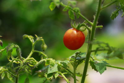 Close-up of tomato growing on tree