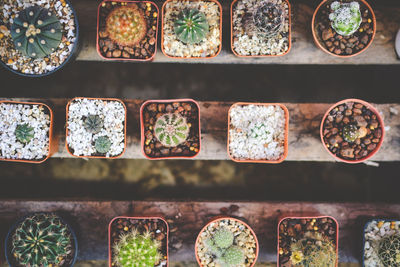 Directly above shot of succulent plants arranged on wooden planks